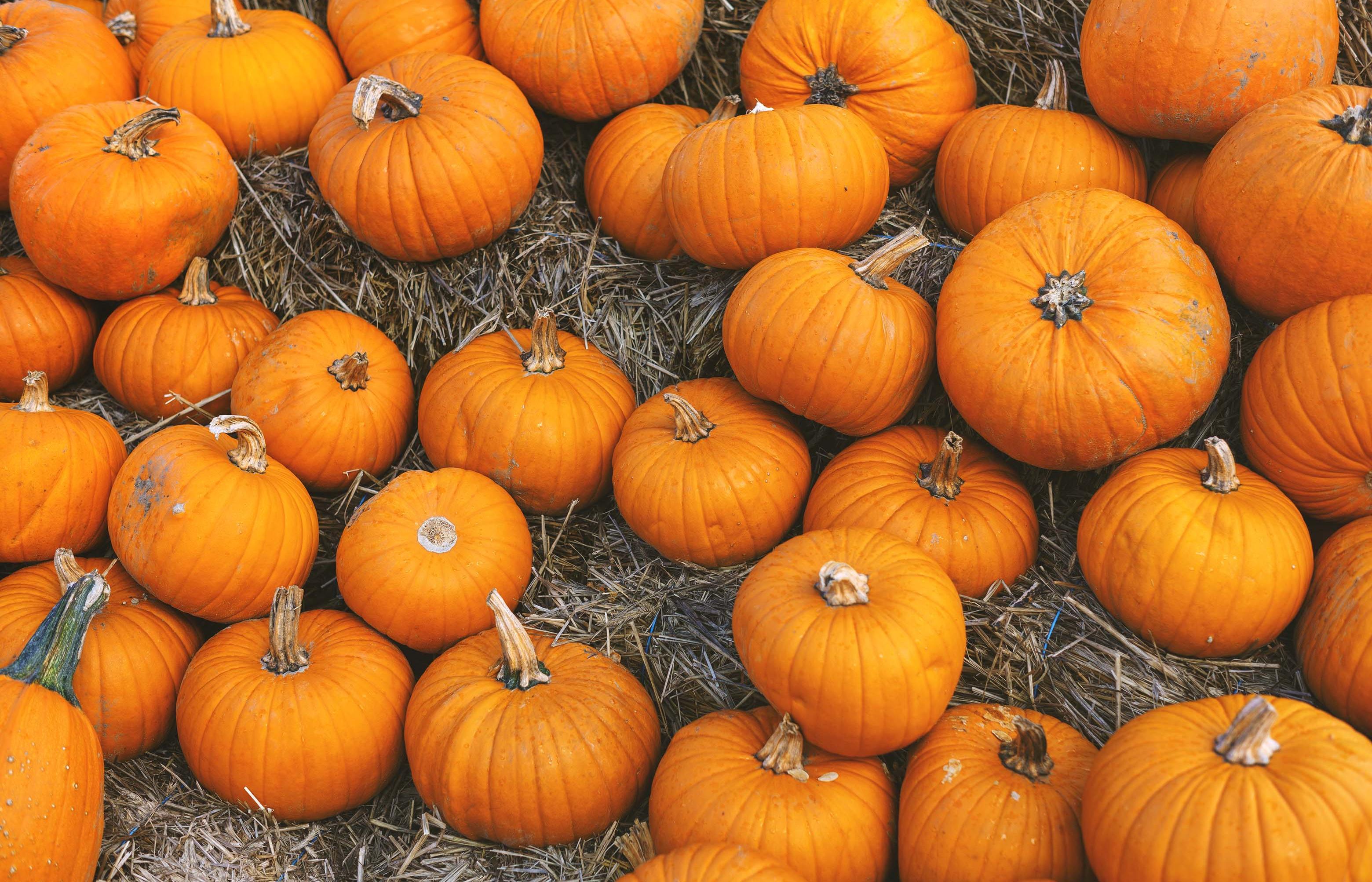 Numerous orange pumpkins are scattered across the entire picture.