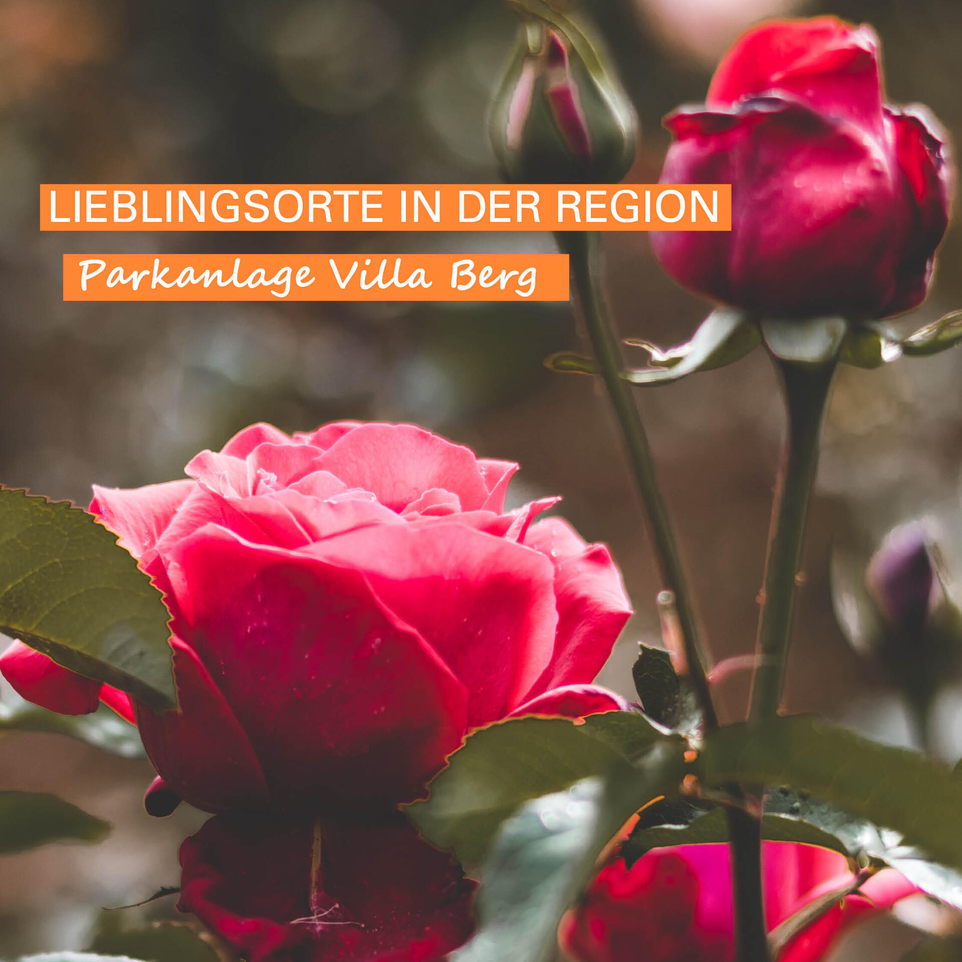 Nahaufnamen von roten Rosen